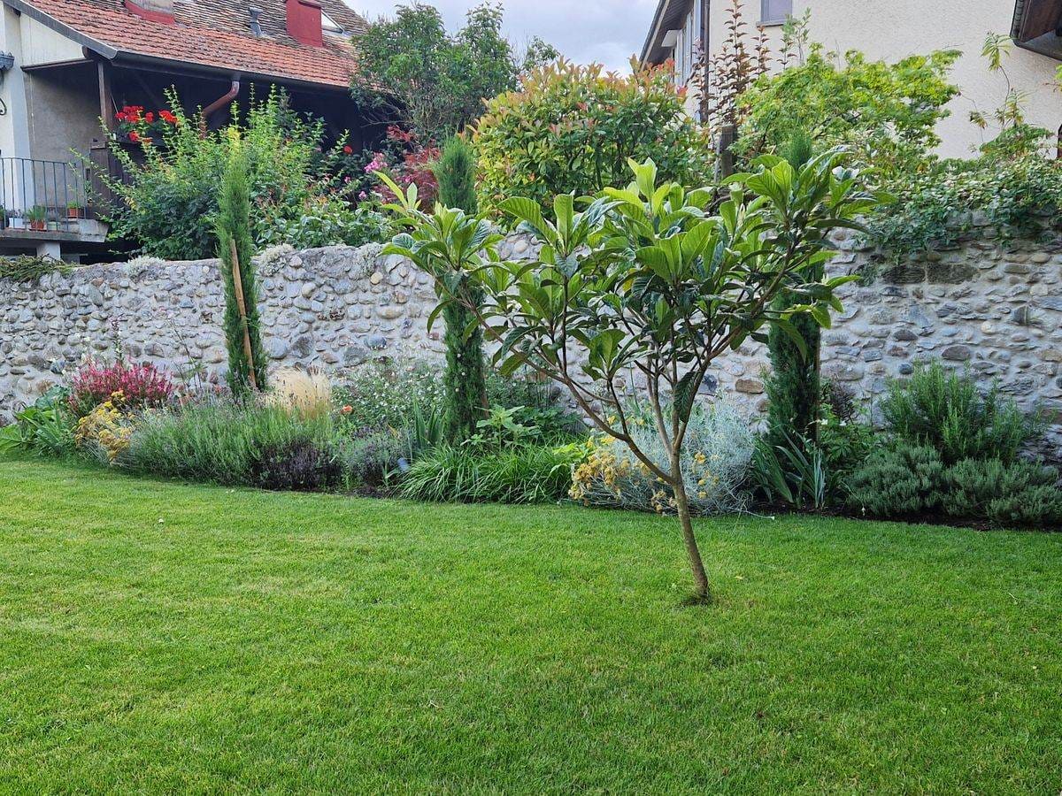 Jardin — magnolia, cyprès, massifs, mur en pierres